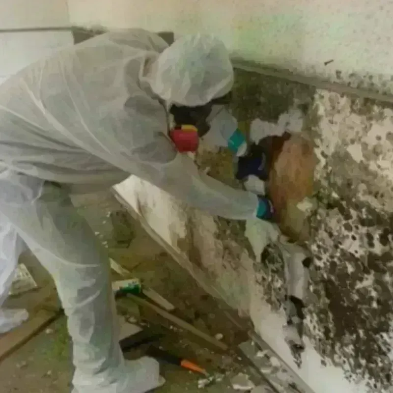 Mold Remediation and Removal in Kent, OH